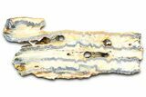 Mammoth Molar Slice With Case - South Carolina #377764-1
